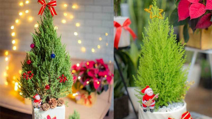 Hanoians keen to buy fresh pine trees as Christmas comes near